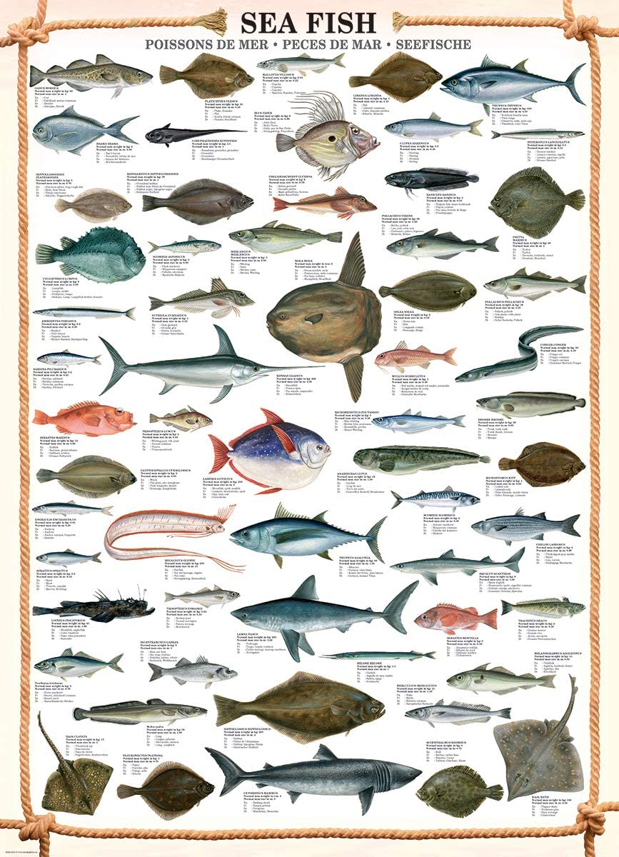 EUROGRAPHICS: Sea Fish: 1000 Piece Puzzle