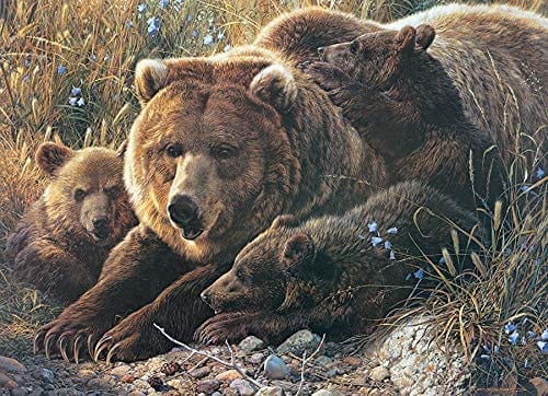 Cobble Hill: Grizzly Family: 350 Piece Puzzle