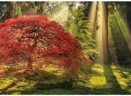 Heye Guiding Light 1000 Piece jigsaw puzzle. A jigsaw puzzle depicting a vibrant tree with red leaves in a forest setting, with rays of sunlight shining through.