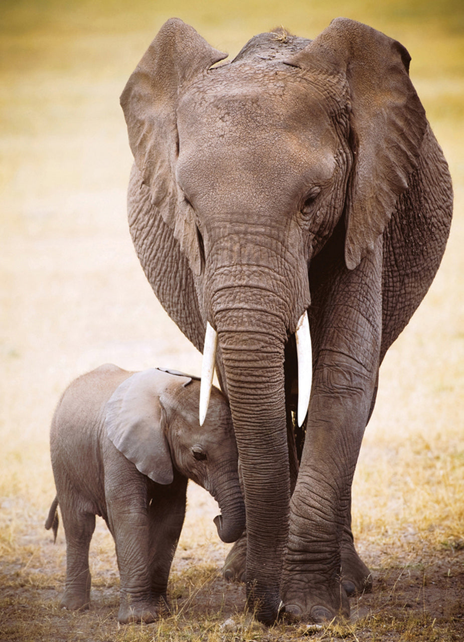 EuroGraphics: Elephant & Baby: 1000 Piece Puzzle