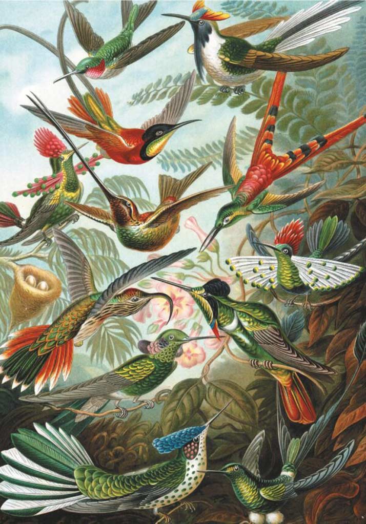Piatnik: Hummingbirds: 1000 Piece Puzzle